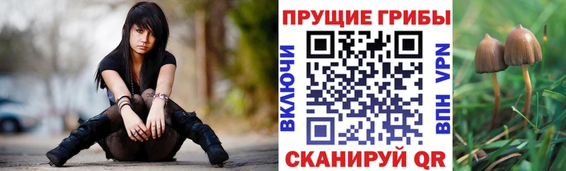 Псилоцибиновые грибы Psilocybine cubensis  Бакал 